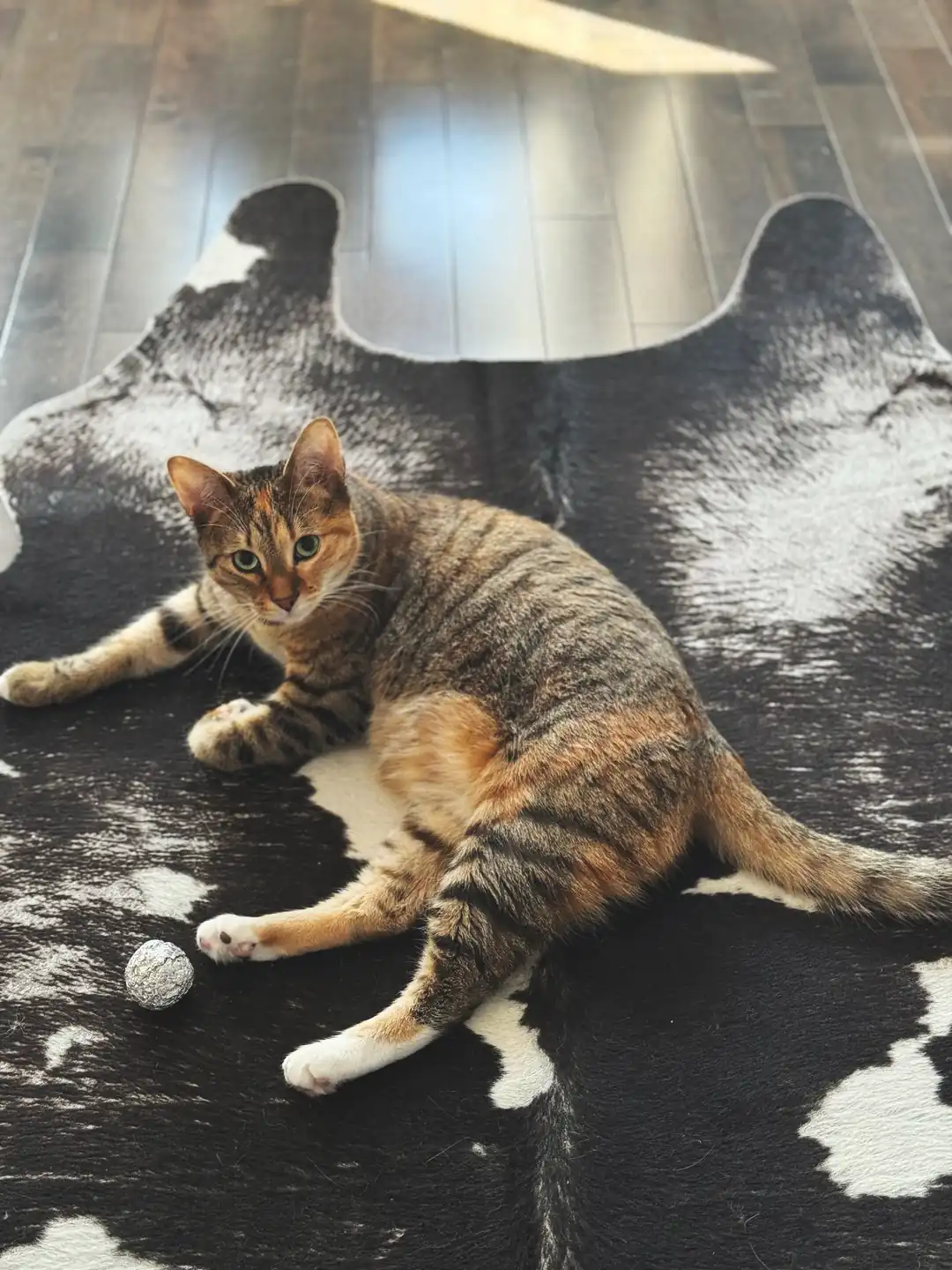 The Complete Guide to In-Home Cat Care in Montreal & Toronto