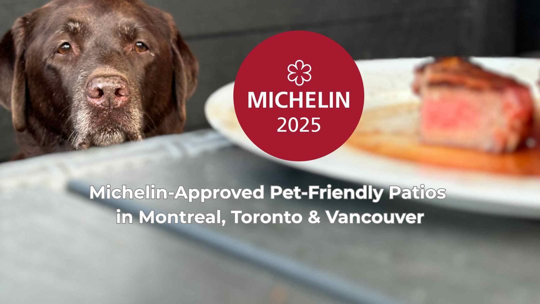 Pet Friendly Michelin Guide Patios in Montreal, Toronto and Vancouver